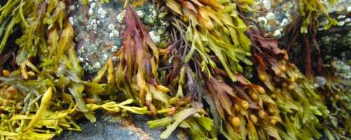 Rjave morske alge namesto zdravil