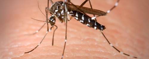 Vas napadajo komarji? Krivi so vaši starši