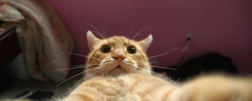 Ljubitelji živali - prisrčni živalski selfiji!!