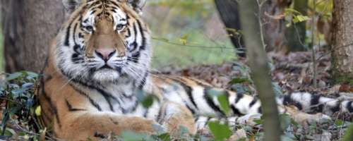 Čokoladice za ZOO Ljubljana