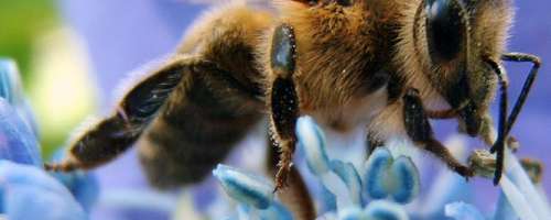 Nasvet: Kako blažiti pik ose ali čebele