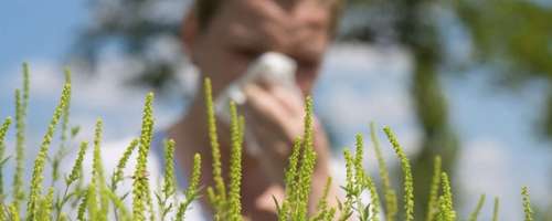 Opozorilo za vse, ki imate alergijo na cvetni prah
