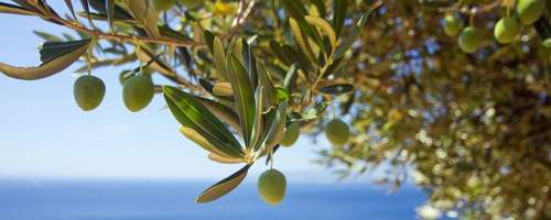 Skrivnost oljčnih listov