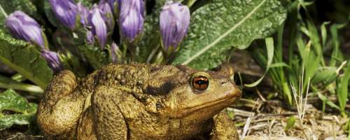 Mandragora – najbolj skrivnostna rastlina