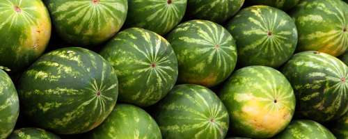 Zlati nasveti izkušenih vrtnarjev: Kako izbrati pravo lubenico?