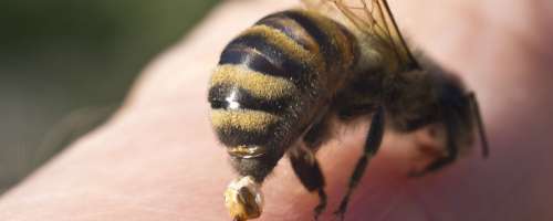 Pik čebele: Takole žela ne smete odstraniti!