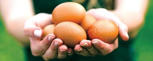 S čim v prehrani nadomestiti jajca