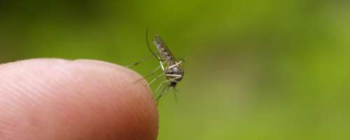 V nekaterih delih Hrvaške letos štirikrat več komarjev kot lani