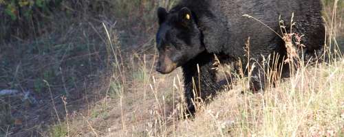 Triletnika pred smrtjo obvaroval medved