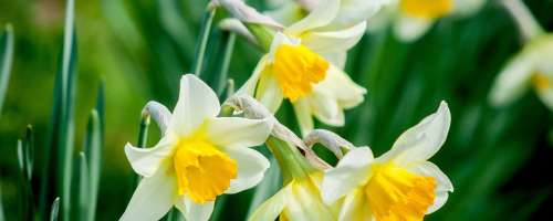 Narcise - tako lepe, a strupene
