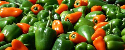 Paprika je rastlina, ki jo prav po krivici zanemarjamo
