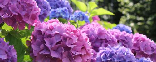 Hortenzije in njihovo skrivnostno spreminjanje barve