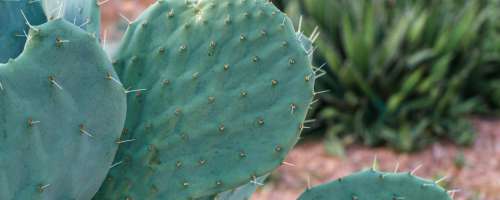 Bodo s kaktusi rešili onesnaževanje planeta?