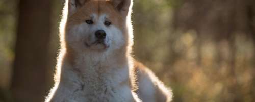 Hachiko: Obletnica smrti najbolj zvestega psa