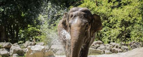 Veselje za Ljubljančane: Živalski vrt je odprt