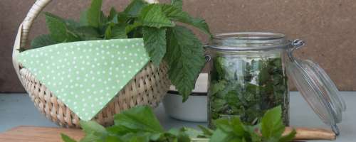 Nekoč zelenjava, danes plevel: Naberite regačico za zdravo malico ali kosilo