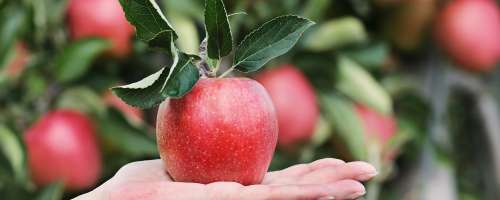 Jabolka topijo kilograme?