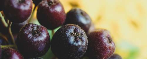 Z grozdjem in aronijo do urejene prebave