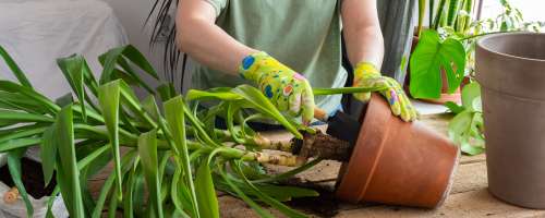 Ukrepajte, ko vaše sobne rastline prerastejo lonce