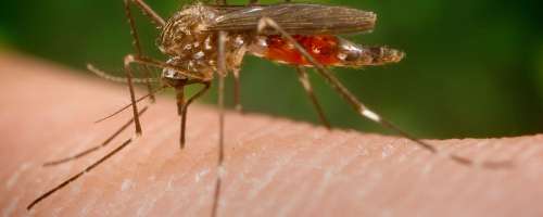Zakaj vas pikajo nadležni komariji
