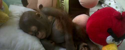 Klinika za male orangutane: Mali pacienti so kot človeški  otroci