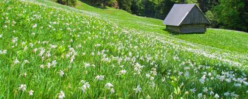 Pohodnike nagradi pogled na poljane cvetočih narcis