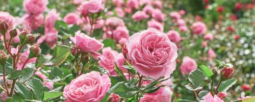 Začenja se 19. festival vrtnic: Vabljeni ljubitelji žlahtne cvetlice