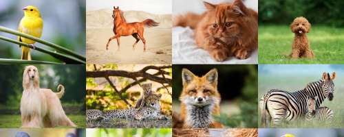 TEST: Kaj o vašem značaju razkrivajo živali