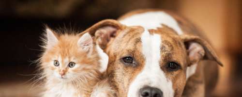Zakaj se psih in mačkah pojavi očesni izcedek?