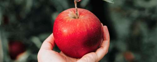8 razlogov, zakaj obvezno pojejte vsaj eno jabolko na dan
