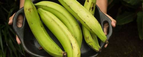 Plantain banana: kaj je in kako jo uporabiti