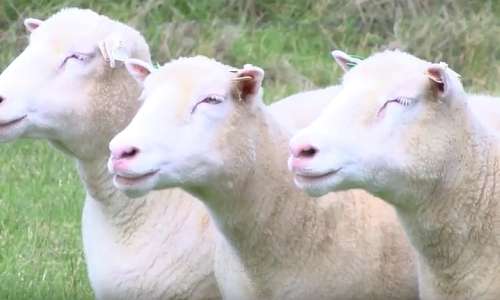 ovce, potomke dolly