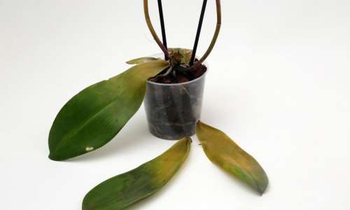 rumenenje listov orhideja phalaenopsis