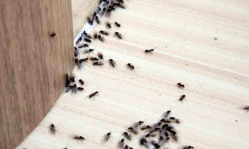 Kako se enkrat za vselej znebiti mravelj?