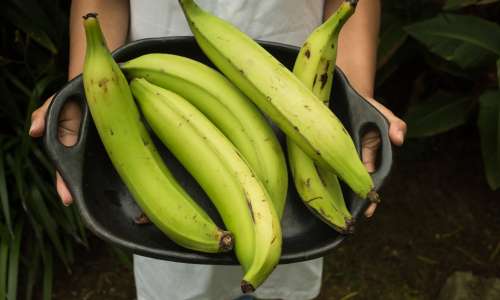 Plantain banana, surova