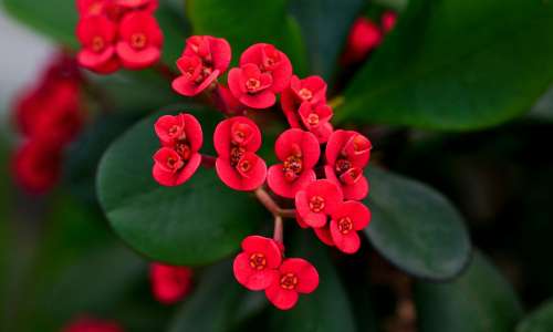 Euphorbia mili var. Splendens2