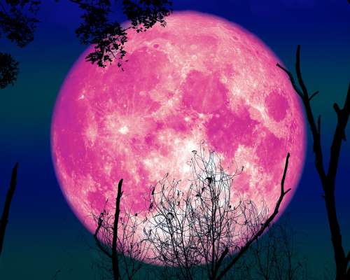 Aprilska roza polna luna: vrhunec energije, ki vpliva na vse