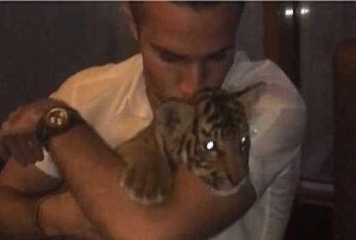 Robin Van Persie tiger