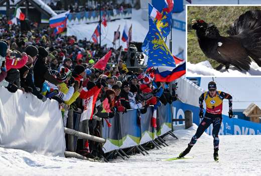 pokljuka divji petelin