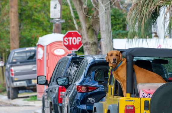 pes, avtomobil, potovanje, žival