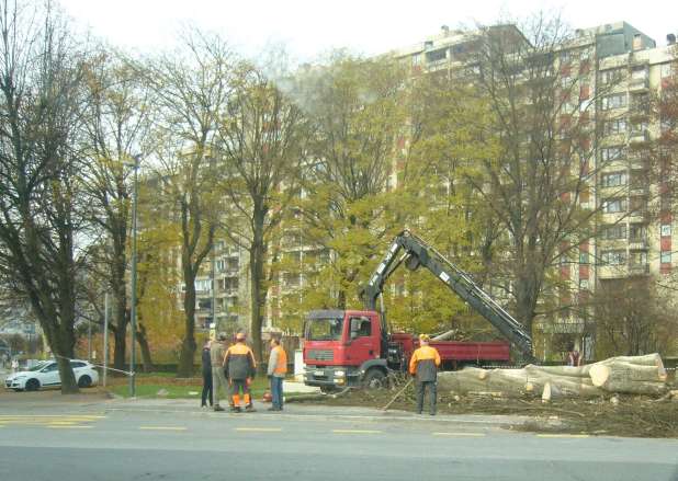 Rdeča bukev padla