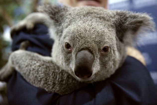 koala.jpg
