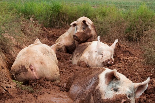 Prašič, svinja.jpg