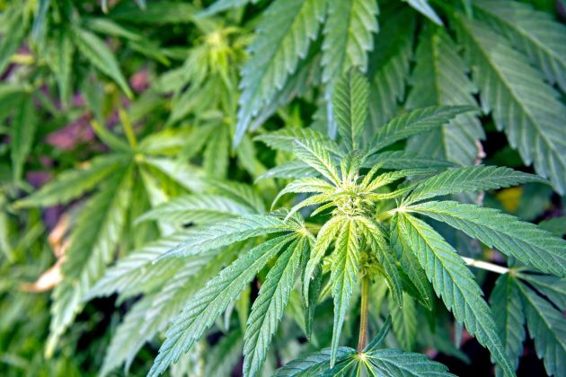 marihuana, konoplja.jpg