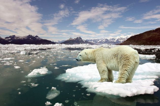 Polarni medved, severni medved