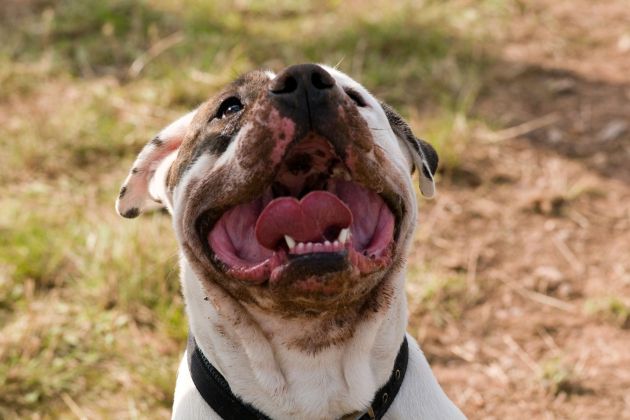 staffordshirski terier.jpg