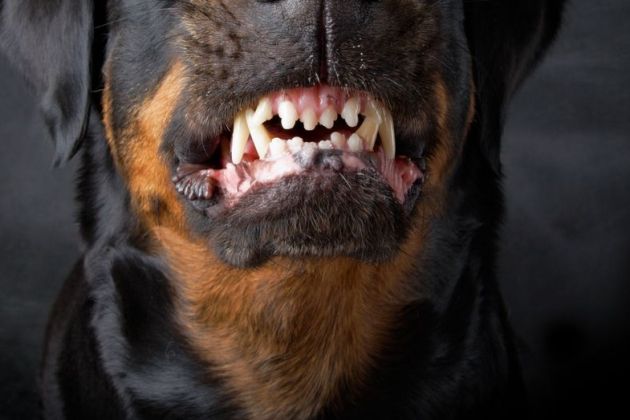 Ugriz, napad, rotvajler, pes, rottweiler.jpg