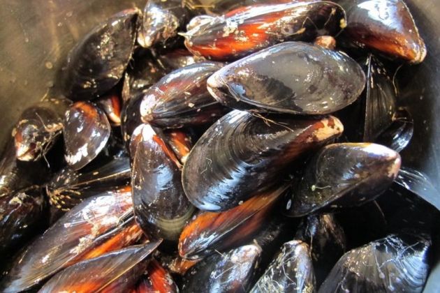 Školjke, klapavice.jpg