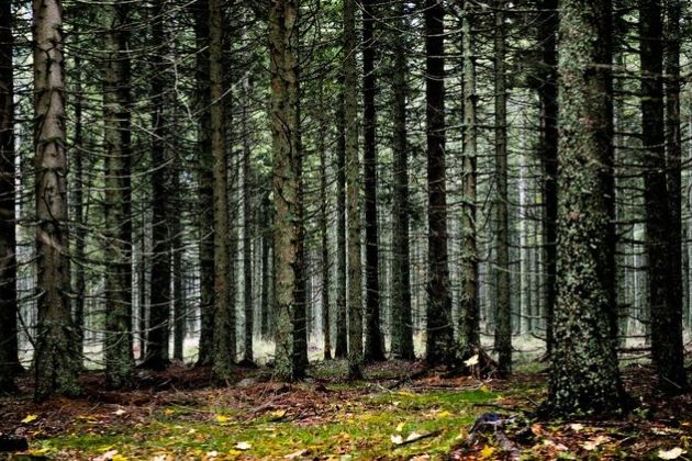 les-drevesa-smreke-gozd_ bobo.jpg