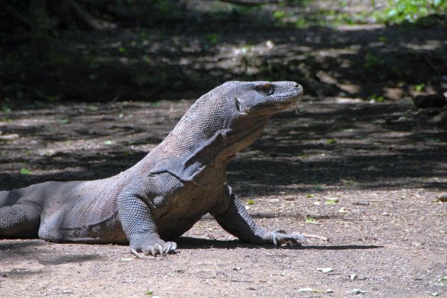 komodoški_varan.jpg